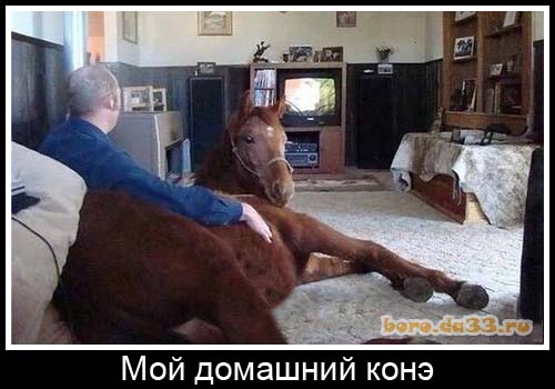 Мой домашний конэ
