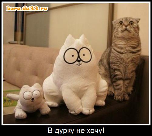 В дурку не хочу!