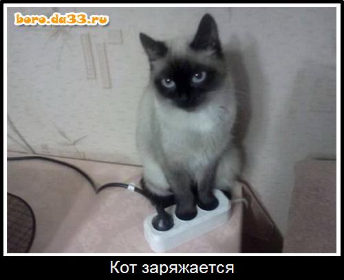Кот заряжается