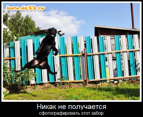 Никак не получается сфотографировать этот забор