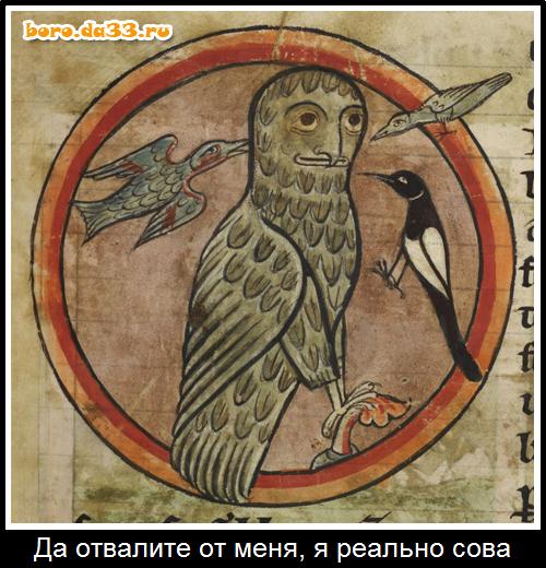 Да отвалите от меня, я реально сова