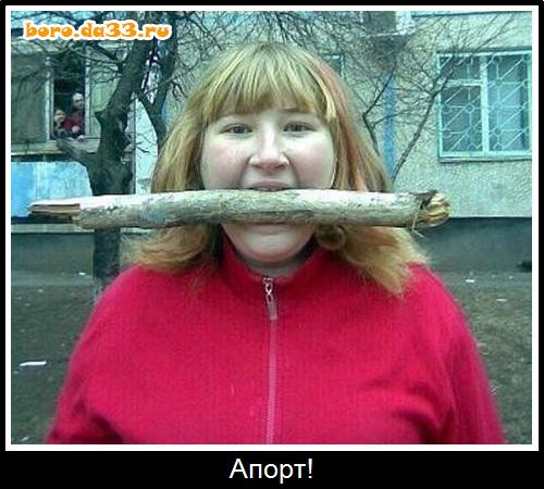 Апорт!