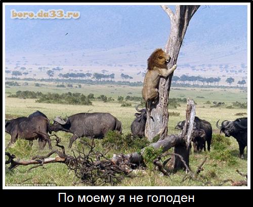 По моему я не голоден