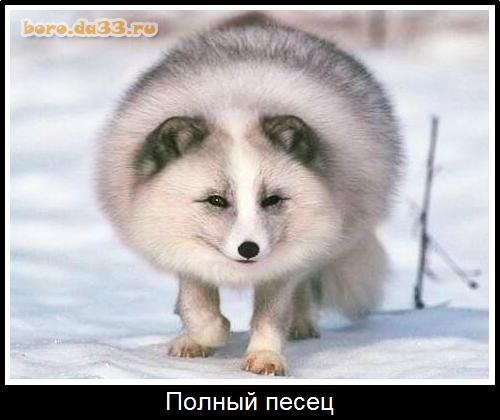 Полный песец