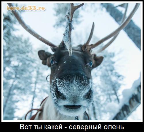 Вот ты какой - северный олень