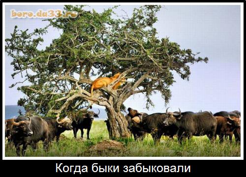 Когда быки забыковали