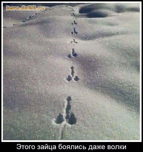 Этого зайца боялись даже волки