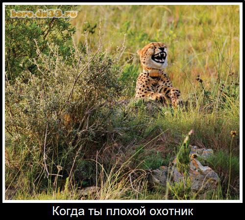 Когда ты плохой охотник