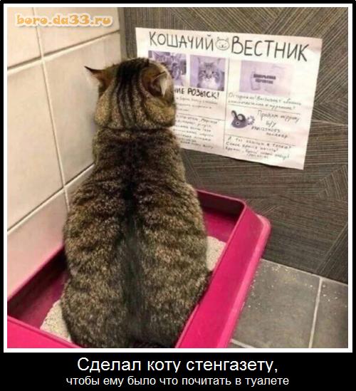 Сделал коту стенгазету, чтобы ему было что почитать в туалете