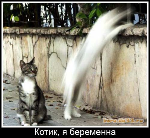 Котик, я беременна